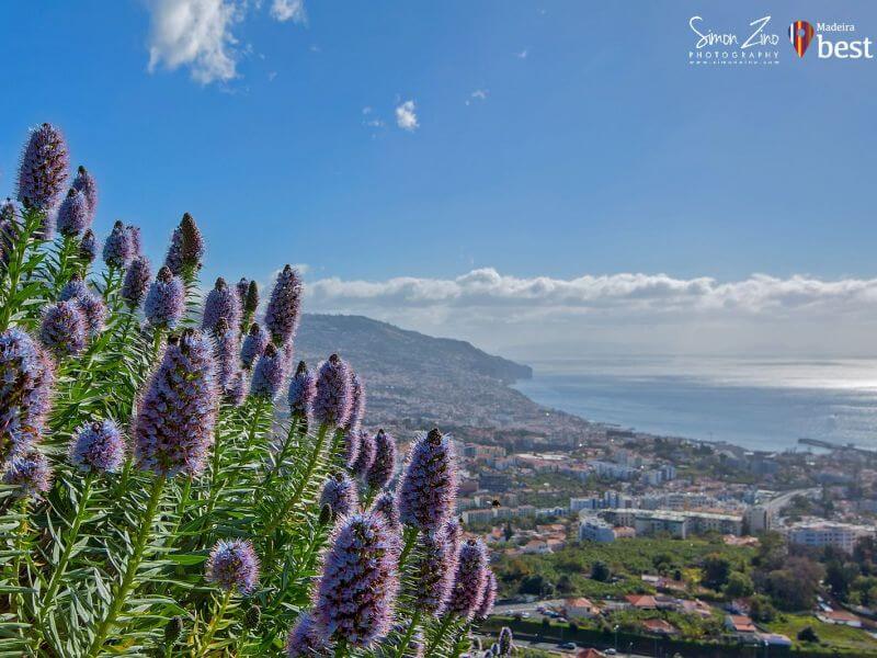 Pico dos Barcelos Viewpoint - Funchal - Madeira